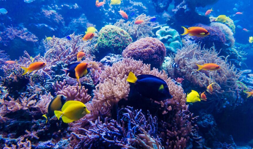 Australian BioCommons Apollo service | tropical reef fish